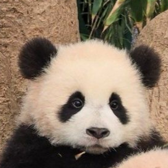 juicypanda_